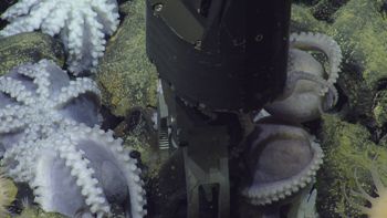 Media type: image;   Invertebrate Zoology 153105 Description: live specimen;